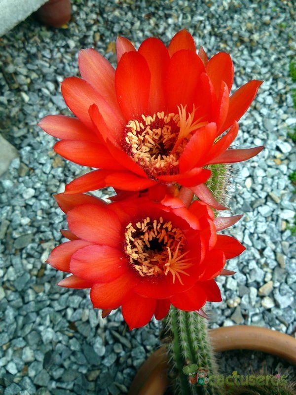 A photo of Echinopsis huascha