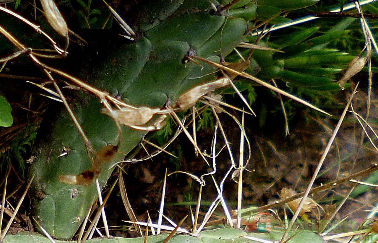 A photo of Austrocylindropuntia subulata subsp. exaltata