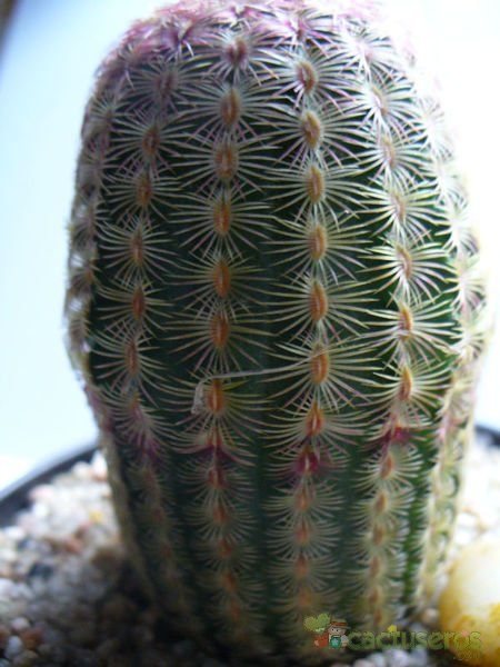 Una foto de Echinocereus rigidissimus