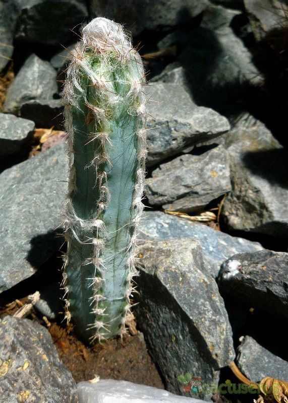A photo of Pilosocereus leucocephalus
