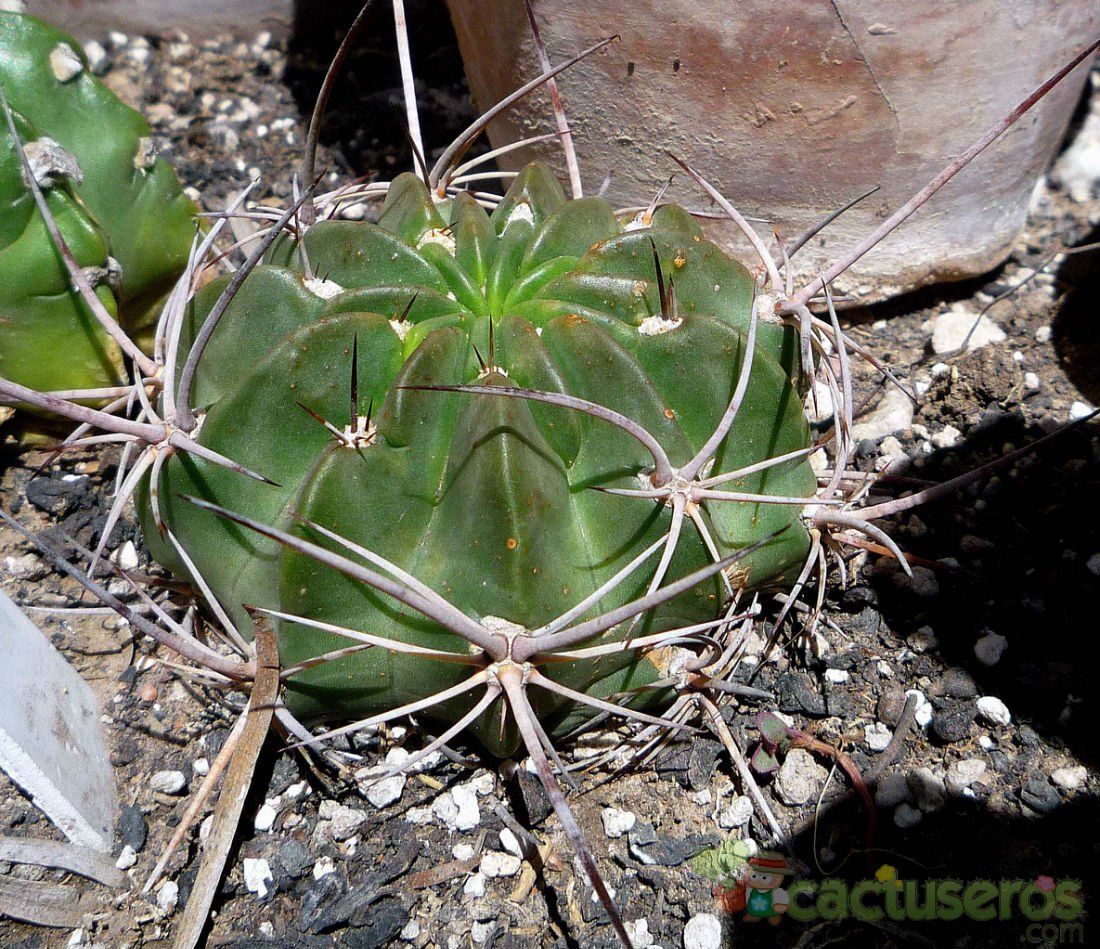 Una foto de Echinopsis ferox