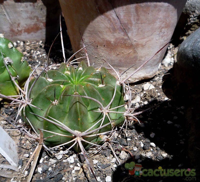 Una foto de Echinopsis ferox