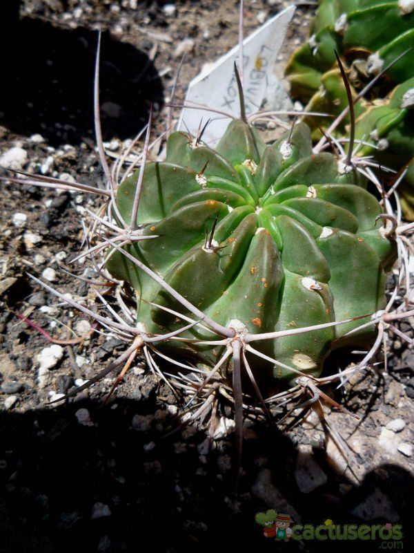 Una foto de Echinopsis ferox