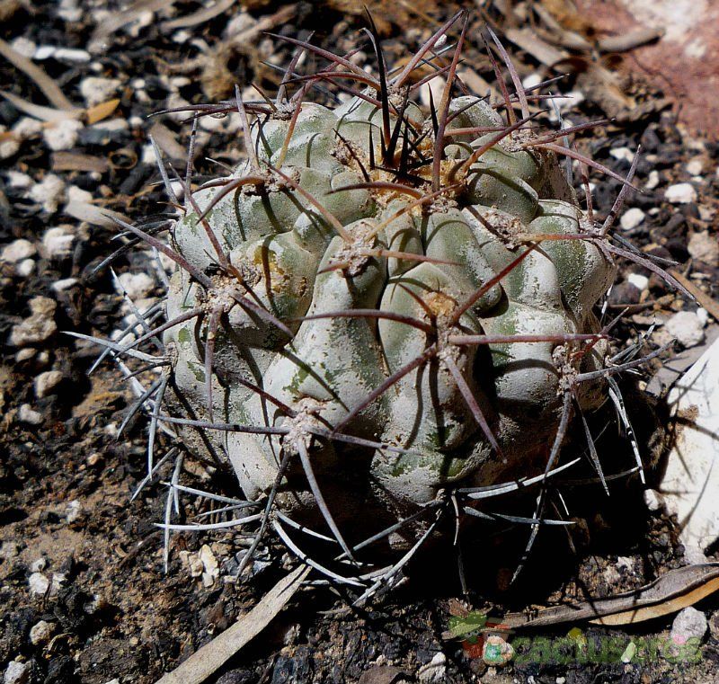 Una foto de Echinopsis thionantha ssp. glauca