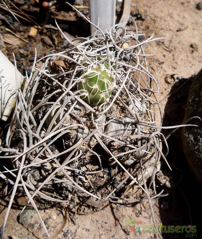 A photo of Cumulopuntia recurvata