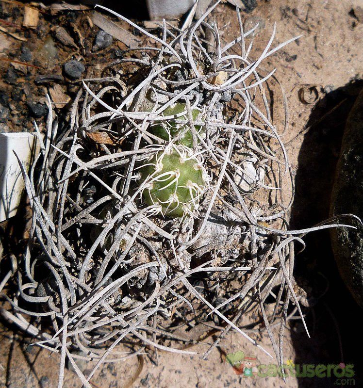 A photo of Cumulopuntia recurvata