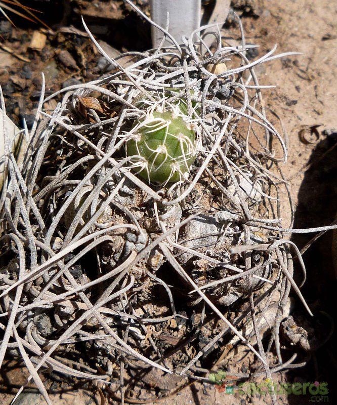 A photo of Cumulopuntia recurvata