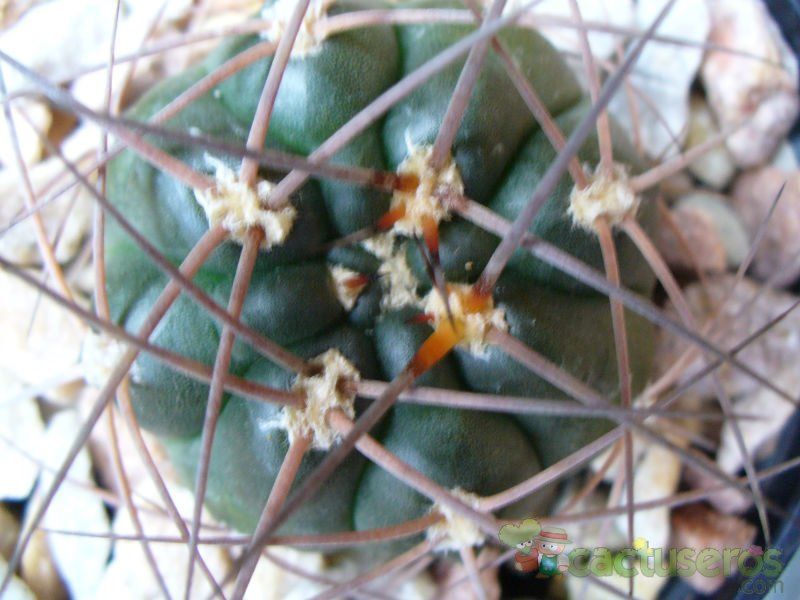 Una foto de Gymnocalycium hossei