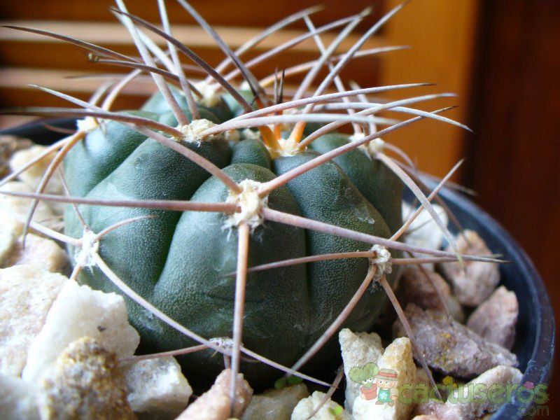 Una foto de Gymnocalycium hossei