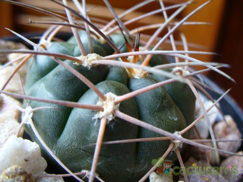 Una foto de Gymnocalycium hossei