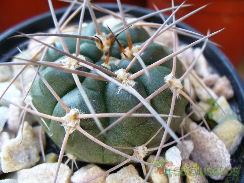 Una foto de Gymnocalycium hossei
