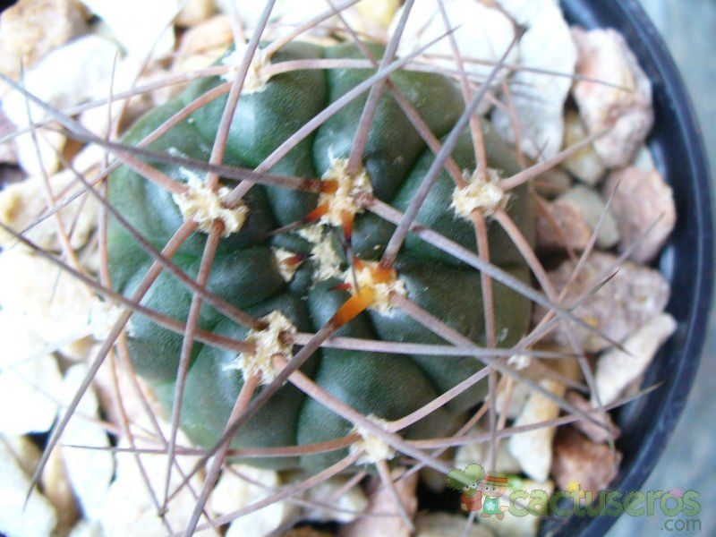 Una foto de Gymnocalycium hossei