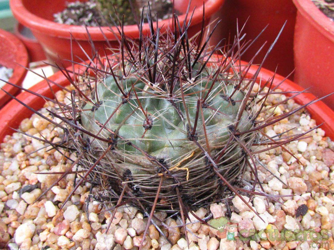 A photo of Neowerdermannia chilensis