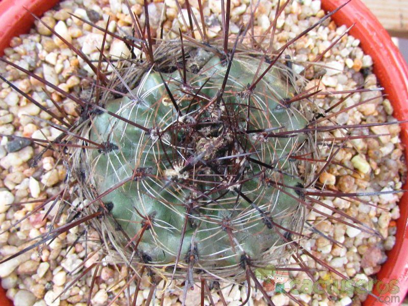 Una foto de Neowerdermannia chilensis