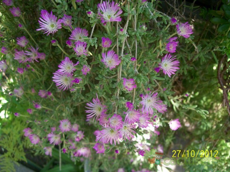 Una foto de Drosanthemum floribundum