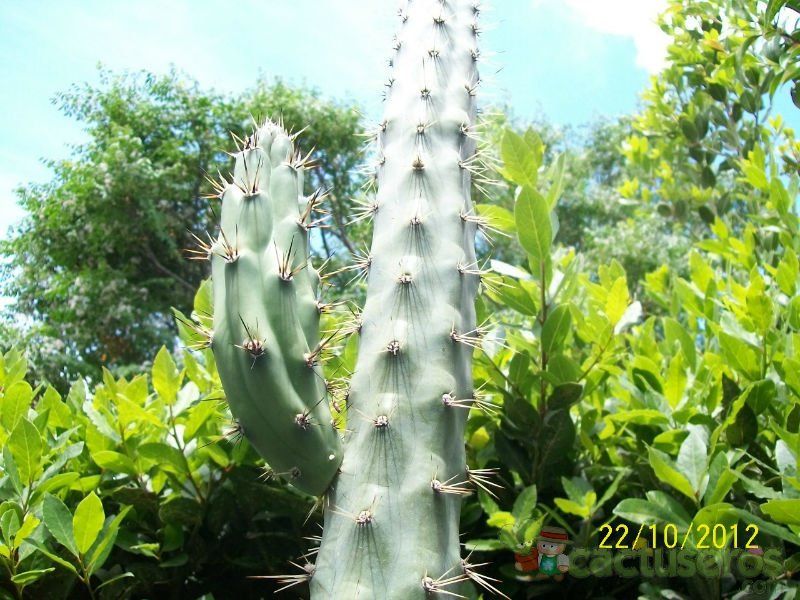 Una foto de Cereus aethiops