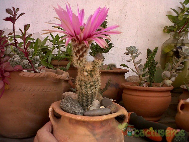 Una foto de Echinocereus chisoensis