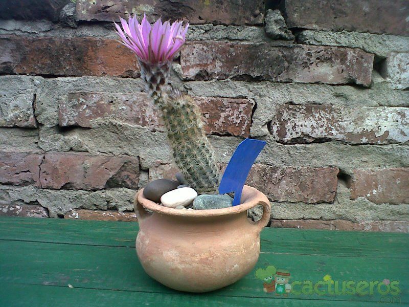Una foto de Echinocereus chisoensis