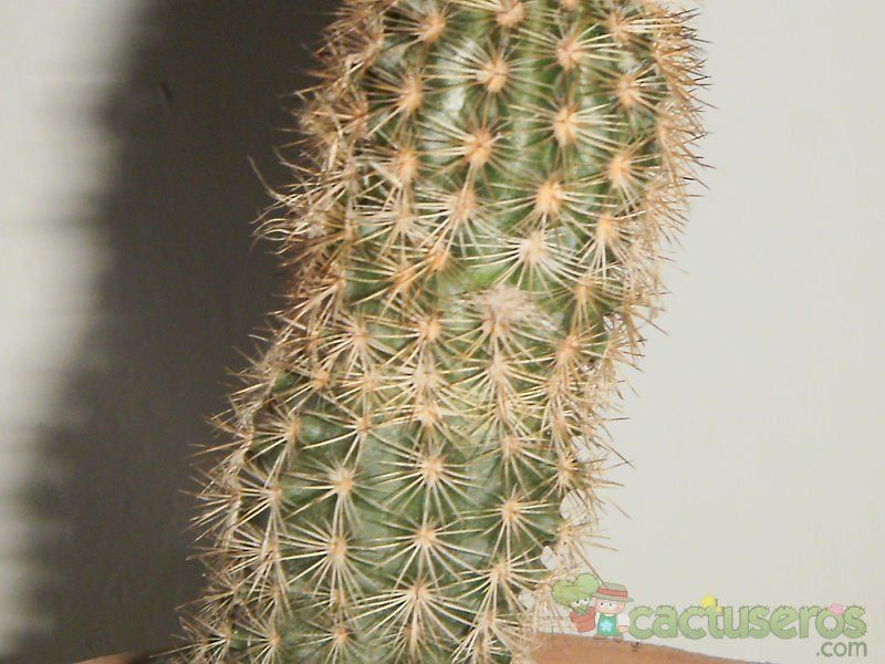 Una foto de Echinocereus chisoensis