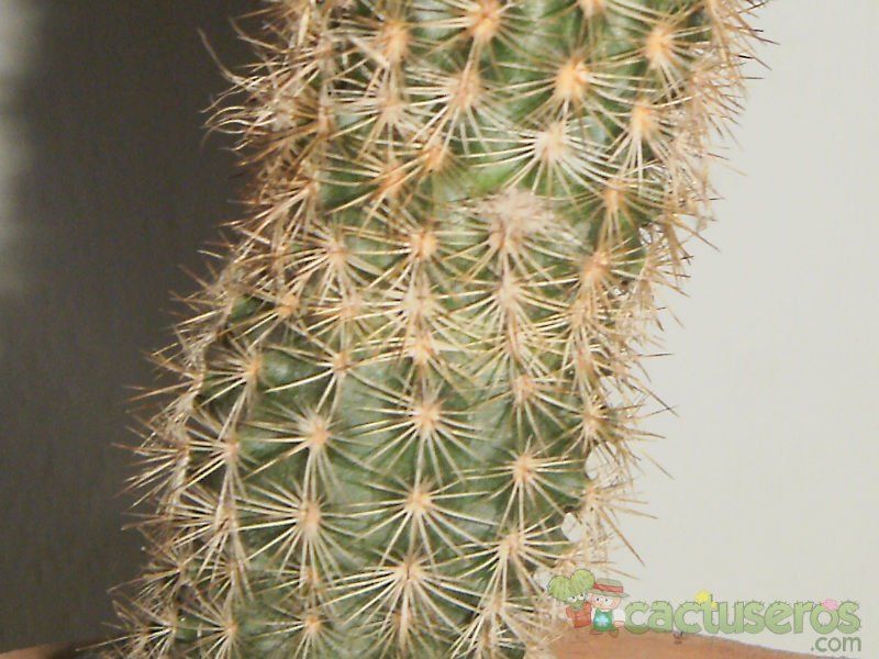 Una foto de Echinocereus chisoensis