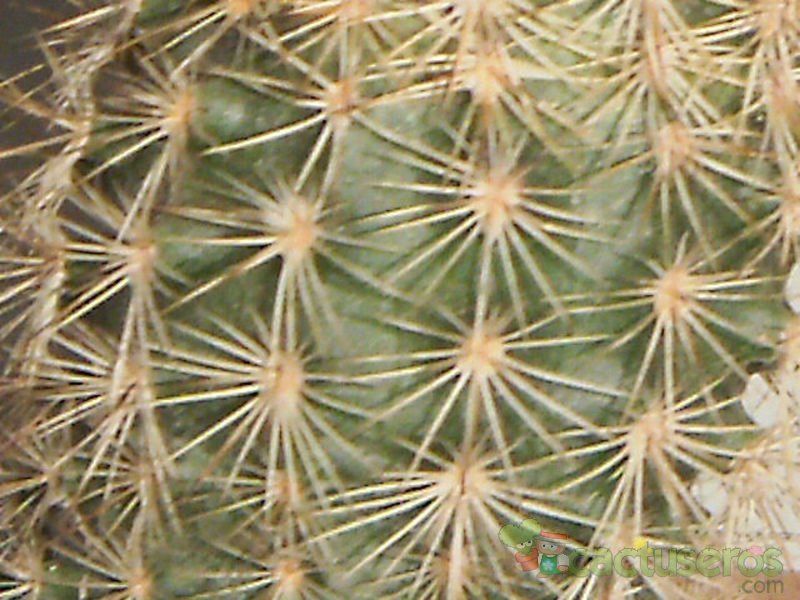Una foto de Echinocereus chisoensis