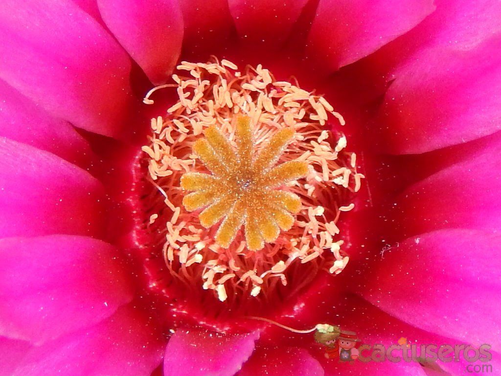 Una foto de Echinocereus chisoensis