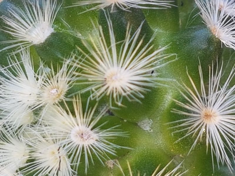 A photo of Mammillaria carmenae
