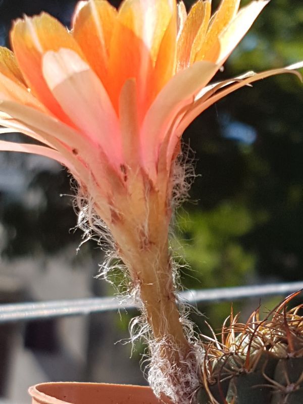 Una foto de Echinopsis arachnacantha subsp. densiseta