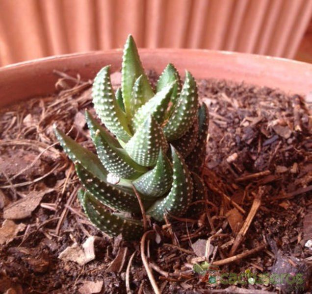 Una foto de Haworthia coarctata