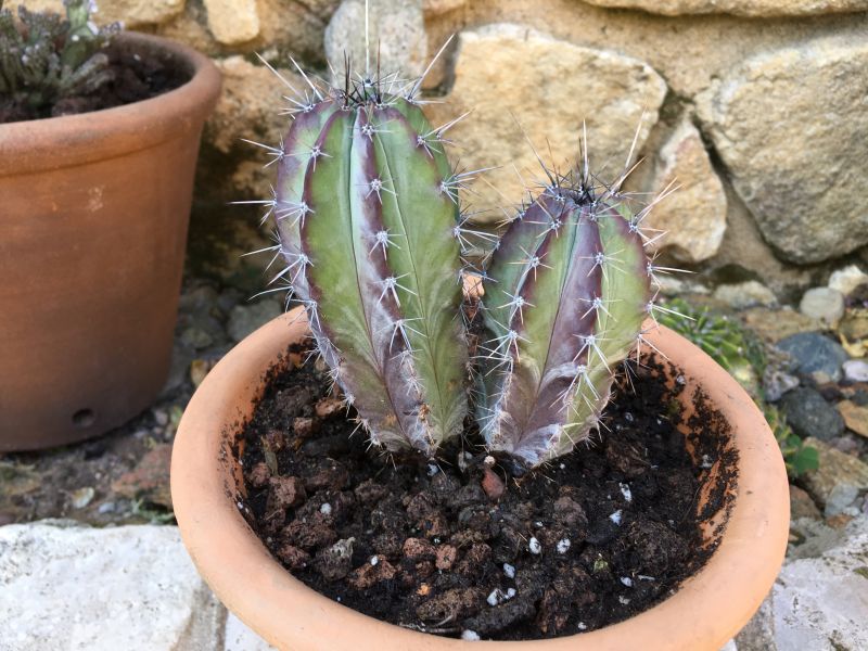 Una foto de Polaskia chichipe