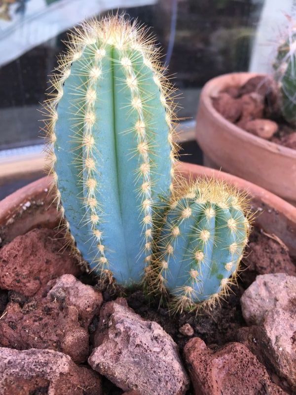 Una foto de Pilosocereus azulensis
