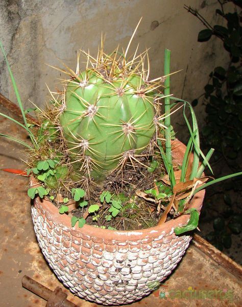 Una foto de Echinopsis atacamensis ssp. pasacana