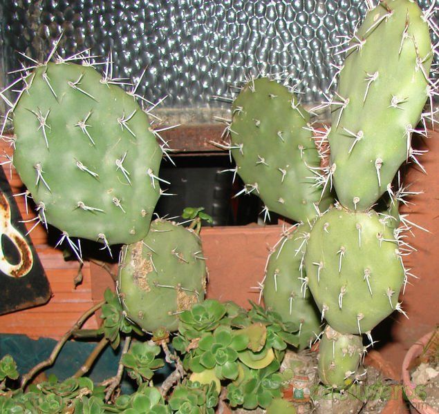 Una foto de Opuntia sulphurea