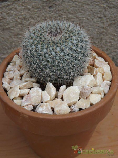 A photo of Mammillaria hahniana
