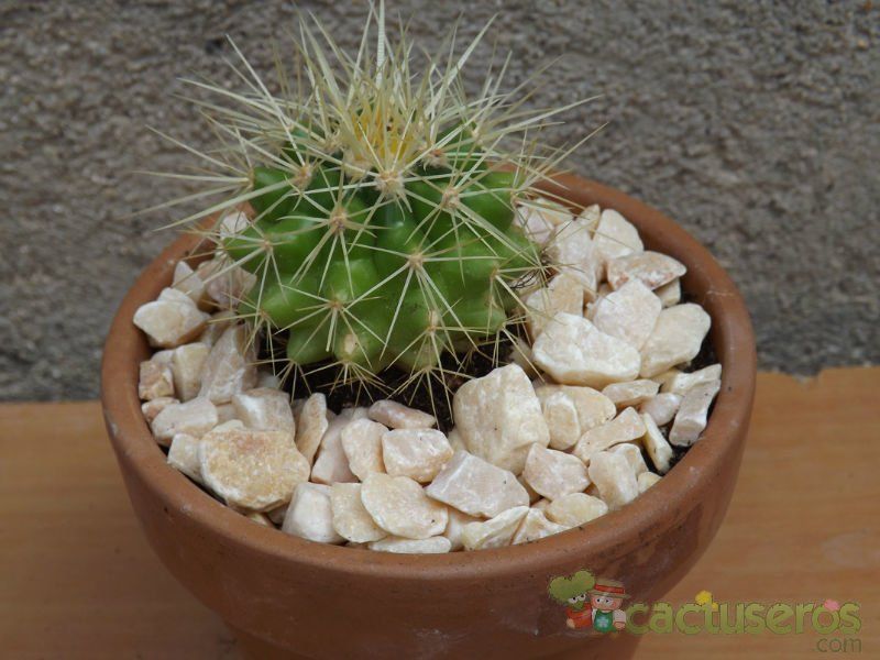 Una foto de Echinocactus grusonii