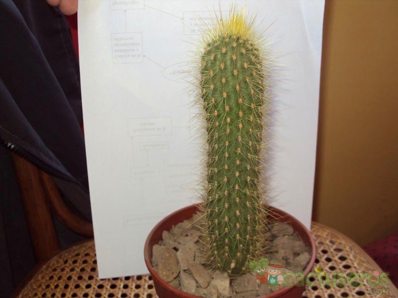 A photo of Micranthocereus estevesii