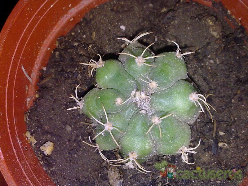 A photo of Gymnocalycium anisitsii ssp. damsii cv. Multiproliferum
