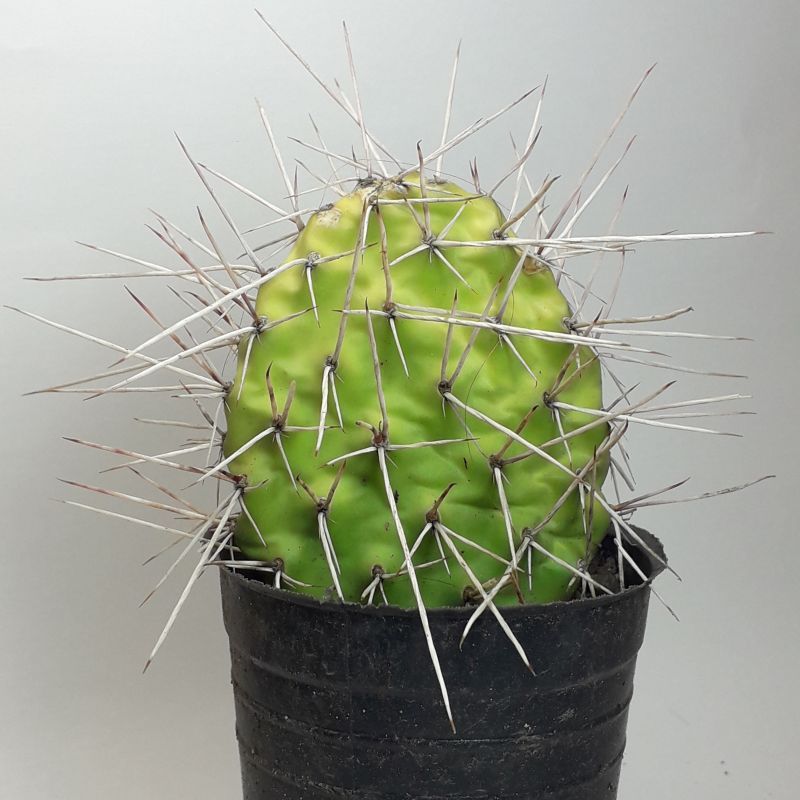 Una foto de Opuntia sulphurea