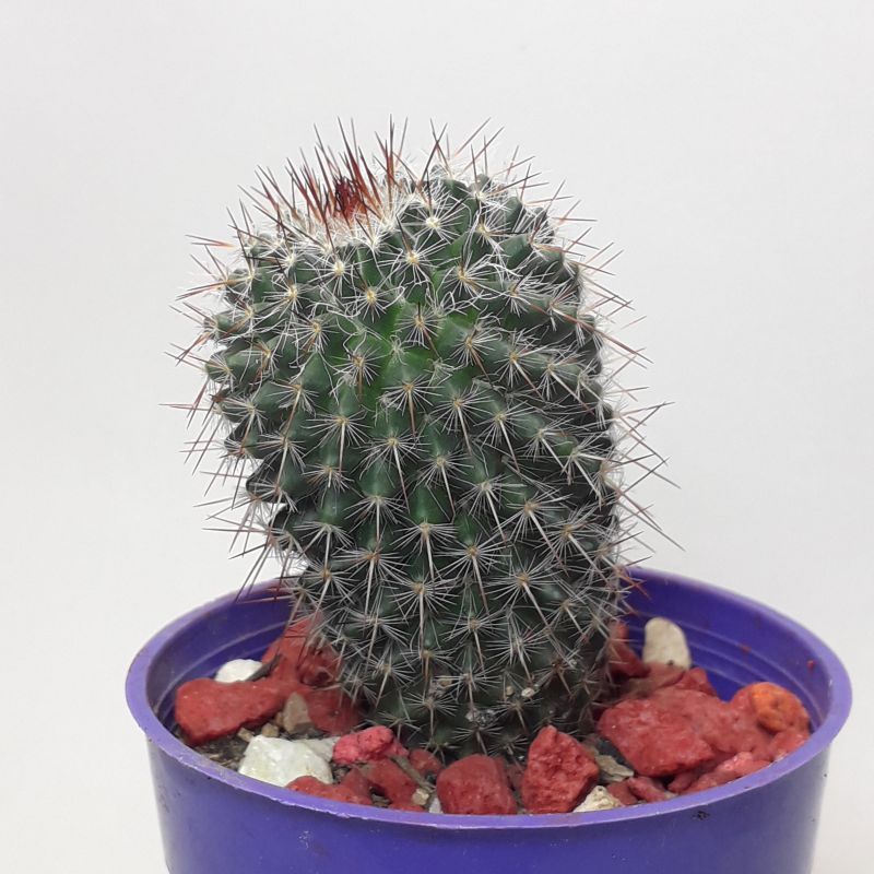 A photo of Mammillaria hahniana ssp. bravoae