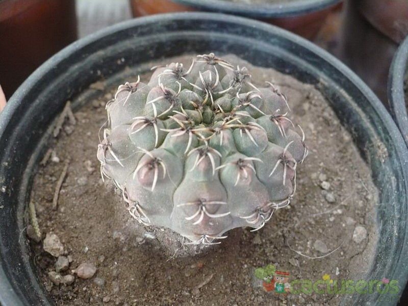Una foto de Gymnocalycium baldianum