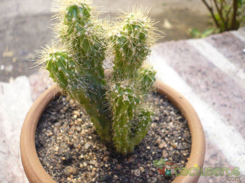 Una foto de Cereus peruvianus fma. monstruosa