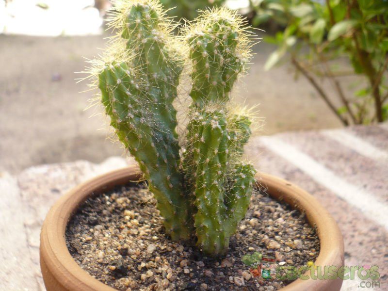 Una foto de Cereus peruvianus fma. monstruosa