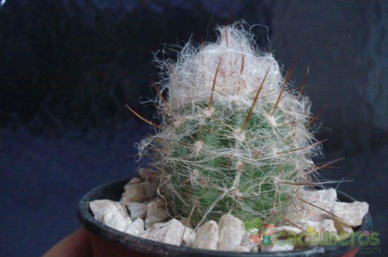 A photo of Oreocereus trollii