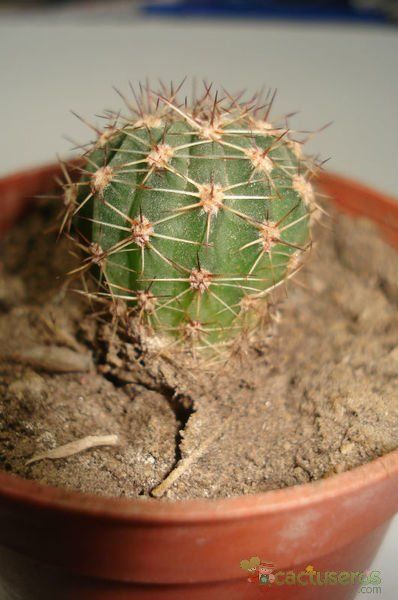 A photo of Echinopsis atacamensis ssp. pasacana