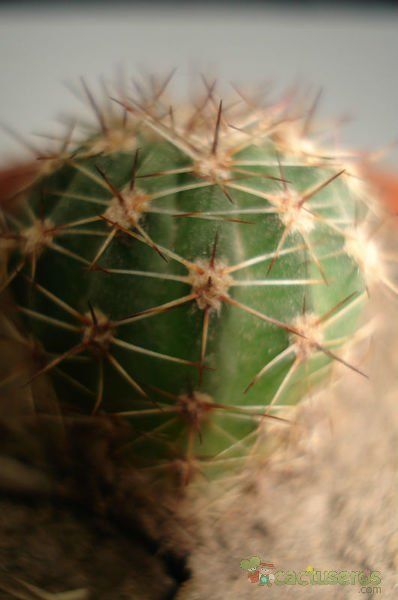 A photo of Echinopsis atacamensis ssp. pasacana