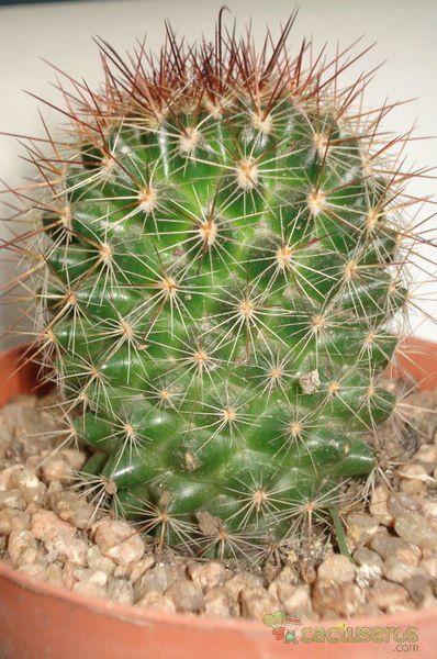 Una foto de Mammillaria nunezii