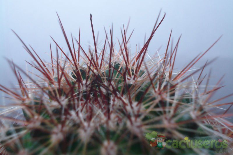 Una foto de Mammillaria nunezii