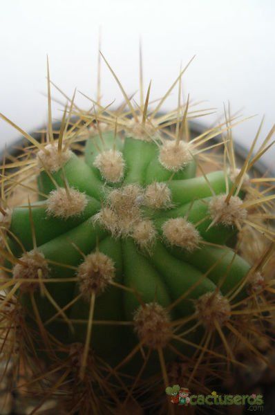 A photo of Echinopsis atacamensis ssp. pasacana