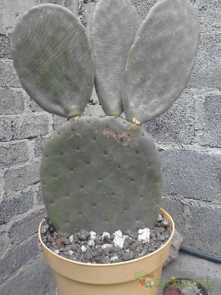 A photo of Opuntia ellisiana