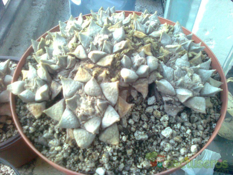 Una foto de Ariocarpus retusus